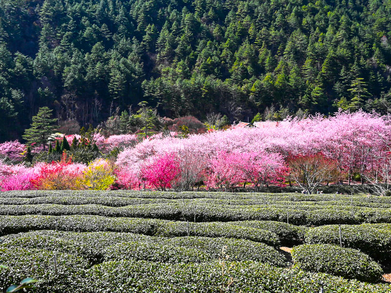 Cherry Blossoms in Taiwan Best Spots & 2024 Viewing Times Taiwan